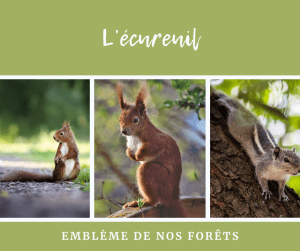 Lire la suite à propos de l’article L’écureuil : Un fascinant petit animal !